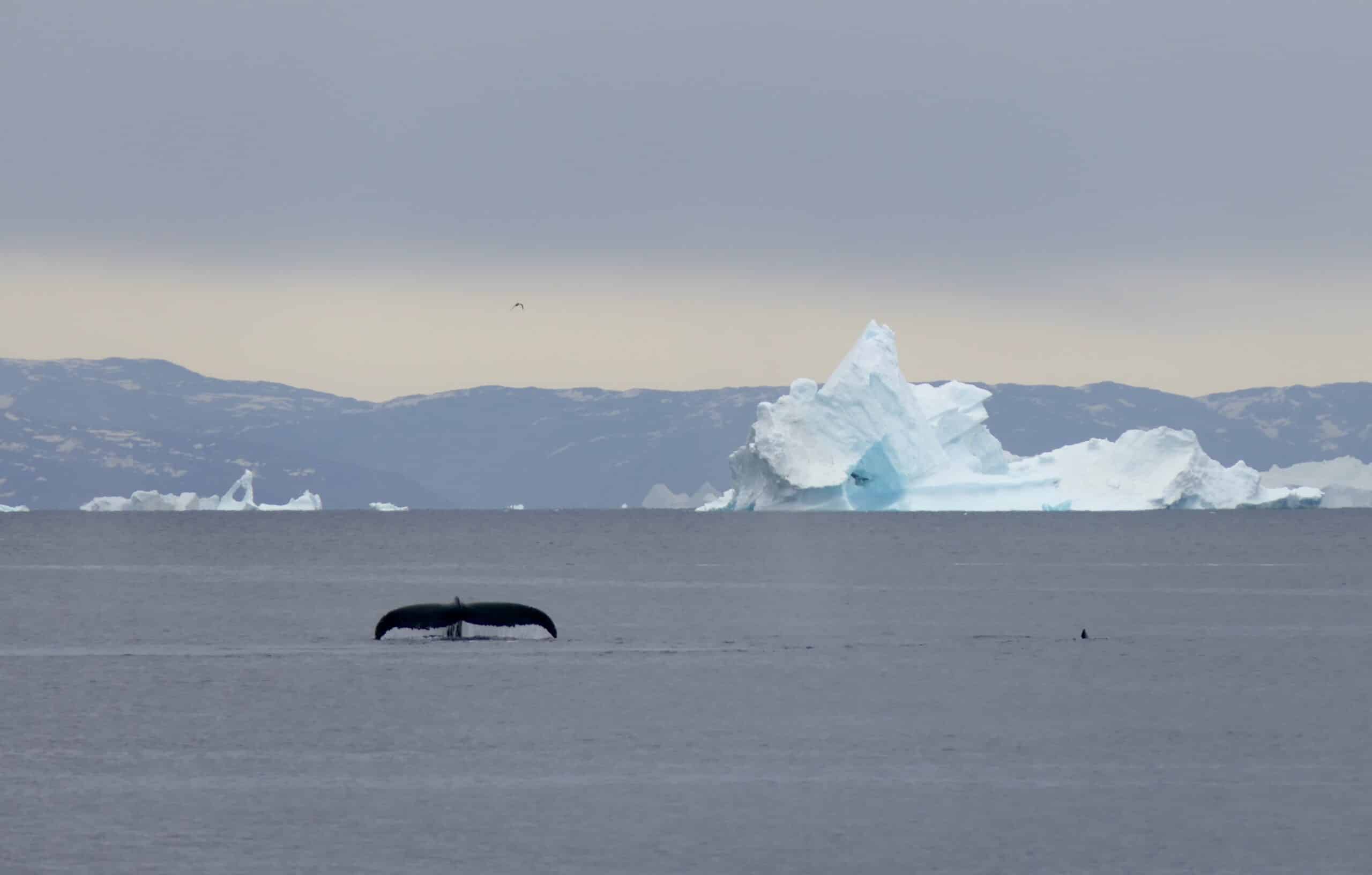 A whale tail breeching the water near an iceberg