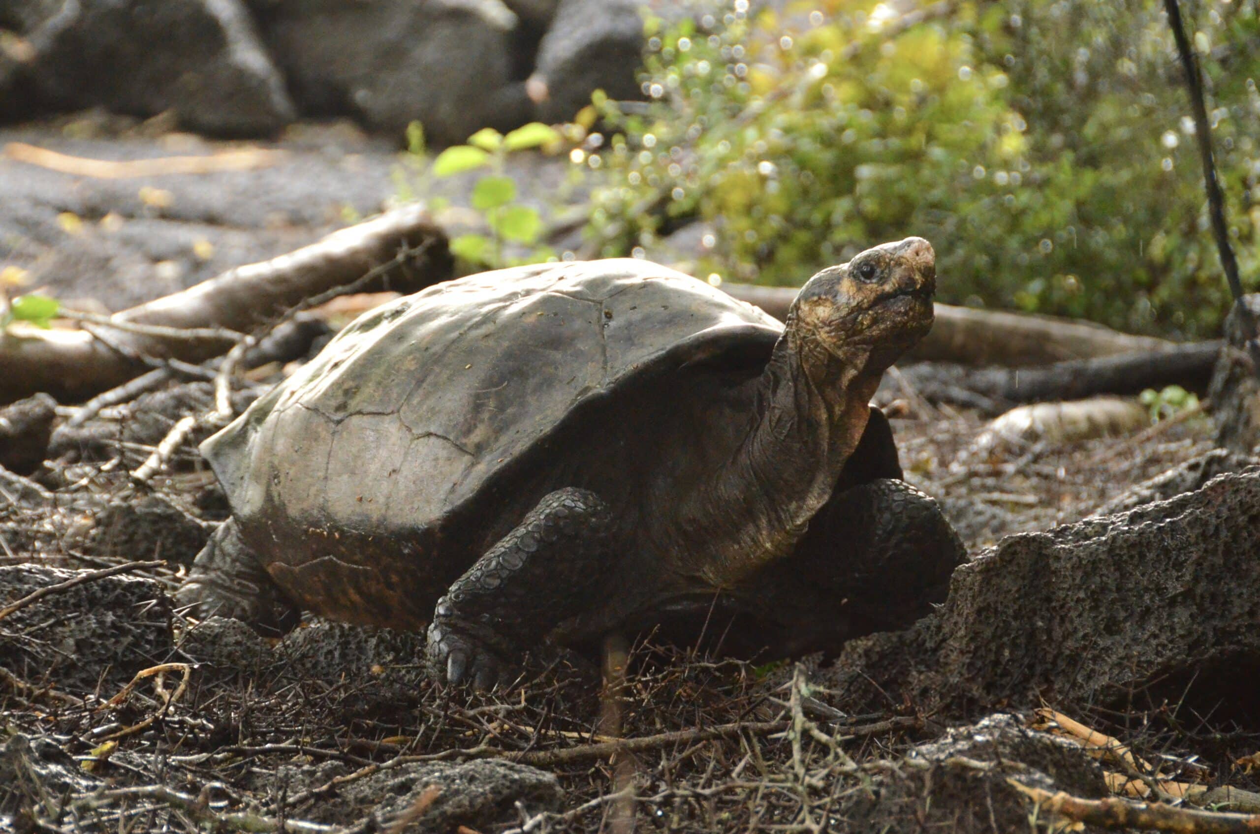Fern the Fernandina Island Giant Tortoise
