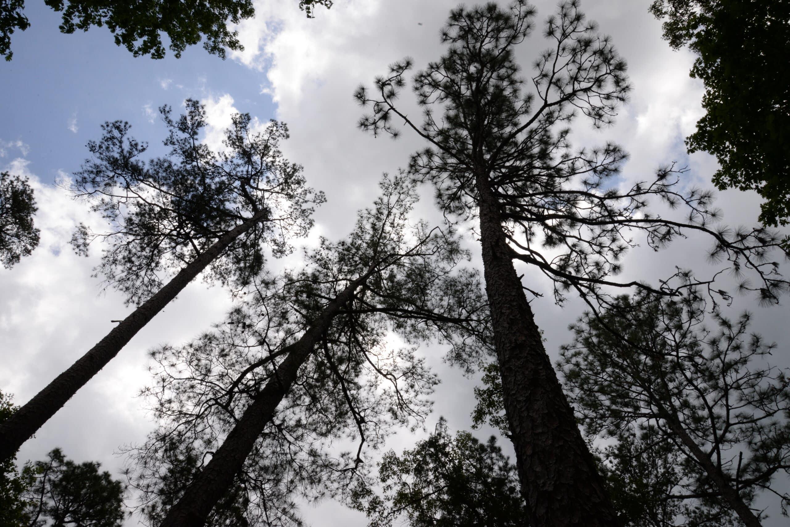 A photo of a forest canopy as seen from below. Tall, dark tree trunks and branches of pine trees are silhouetted against a light blue sky filled with fluffy white clouds.