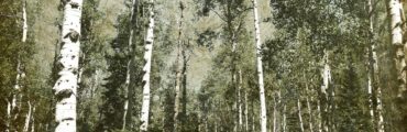 Green and white aspen forest in Colorado. It appears as if a landscape painting