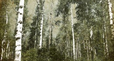 Green and white aspen forest in Colorado. It appears as if a landscape painting