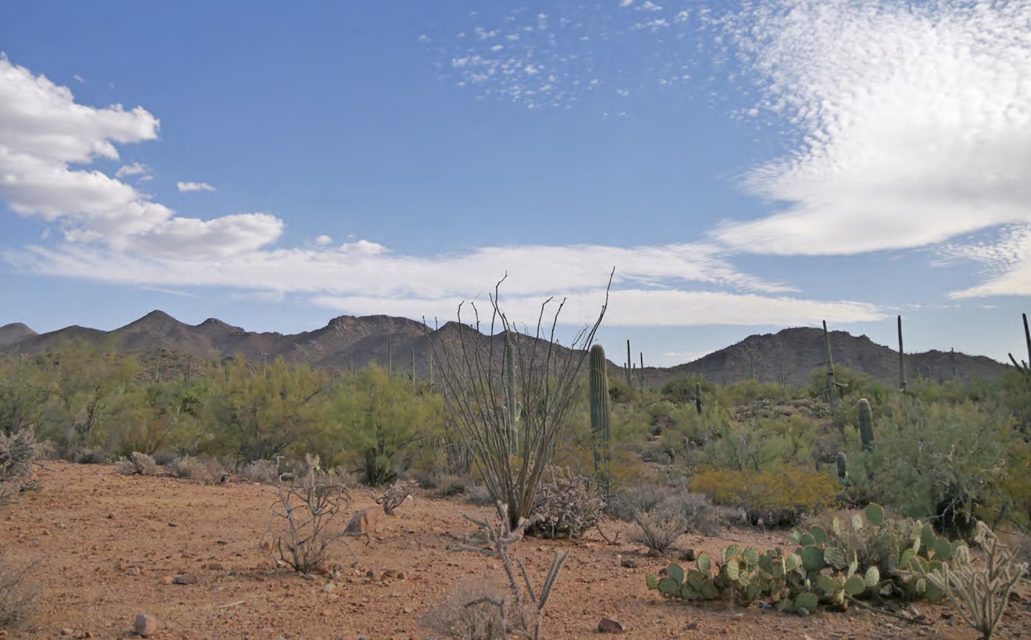 The Sonoran Desert with Sky and Landscape