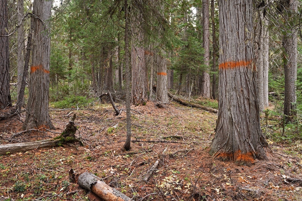 Old growth forest with dead logs on the ground, and orange lines spray painted on trees, marked for cutting. 