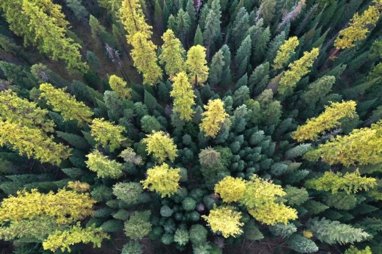 Green and yellow deciduous forest in western Montana, as seen from an aerial view, looking directly down. It appears to be the beginning of fall.