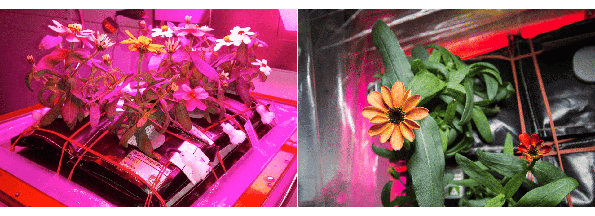 Right Image: Zinnias blossoming from VEG-01 plant pillows / Left Image: Zinnias bloom aboard the ISS