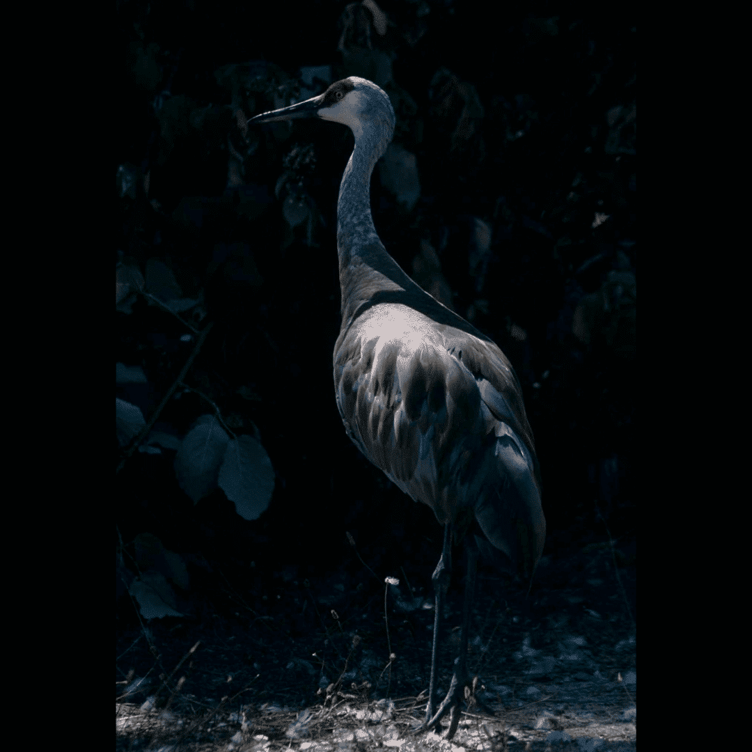 A photo of a sandhill crane, a tall gray bird with red on its head and a long thin beak