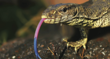A photo of a yellow-spotted goanna. Its a sleek yellow and brown lizard who's sticking out its pink and blue tongue.