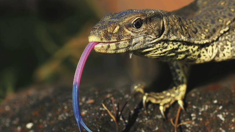 A photo of a yellow-spotted goanna. Its a sleek yellow and brown lizard who's sticking out its pink and blue tongue.