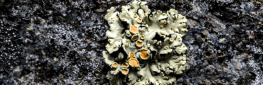 A pale green and orange lichen sits on a rough, dark grey rock