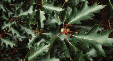 A close-up of oak leaves and acorns