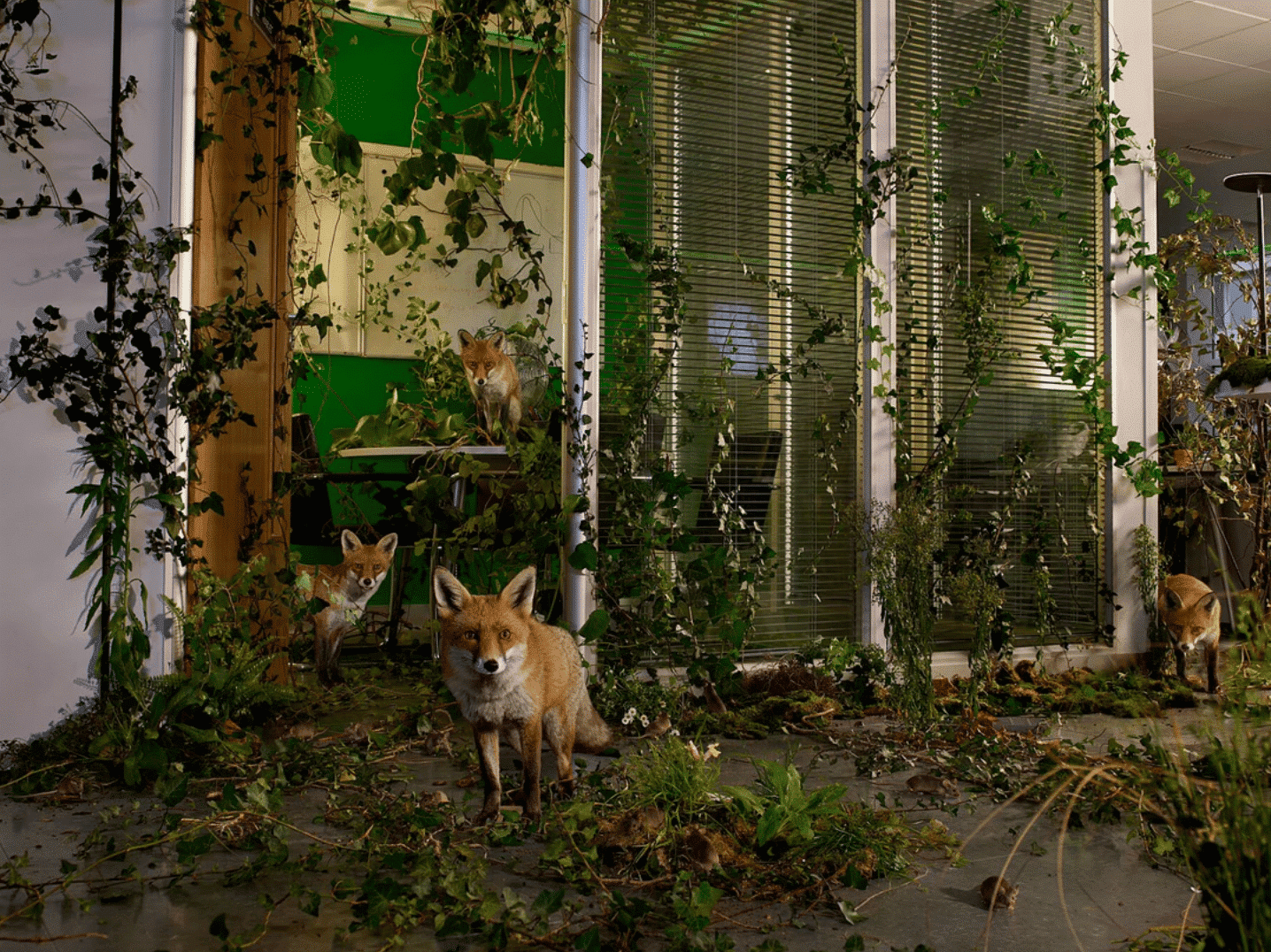 A group of foxes inside a building overrun with plants