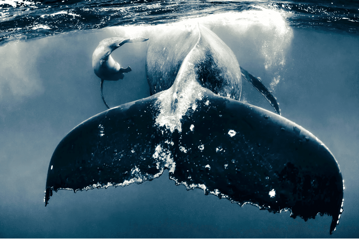 A close up of a whale's tail under the water