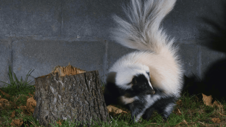 A skunk stands near a tree stump in front of a grey brick wall. The green grass beneath its feet is littered with dry brown leaves