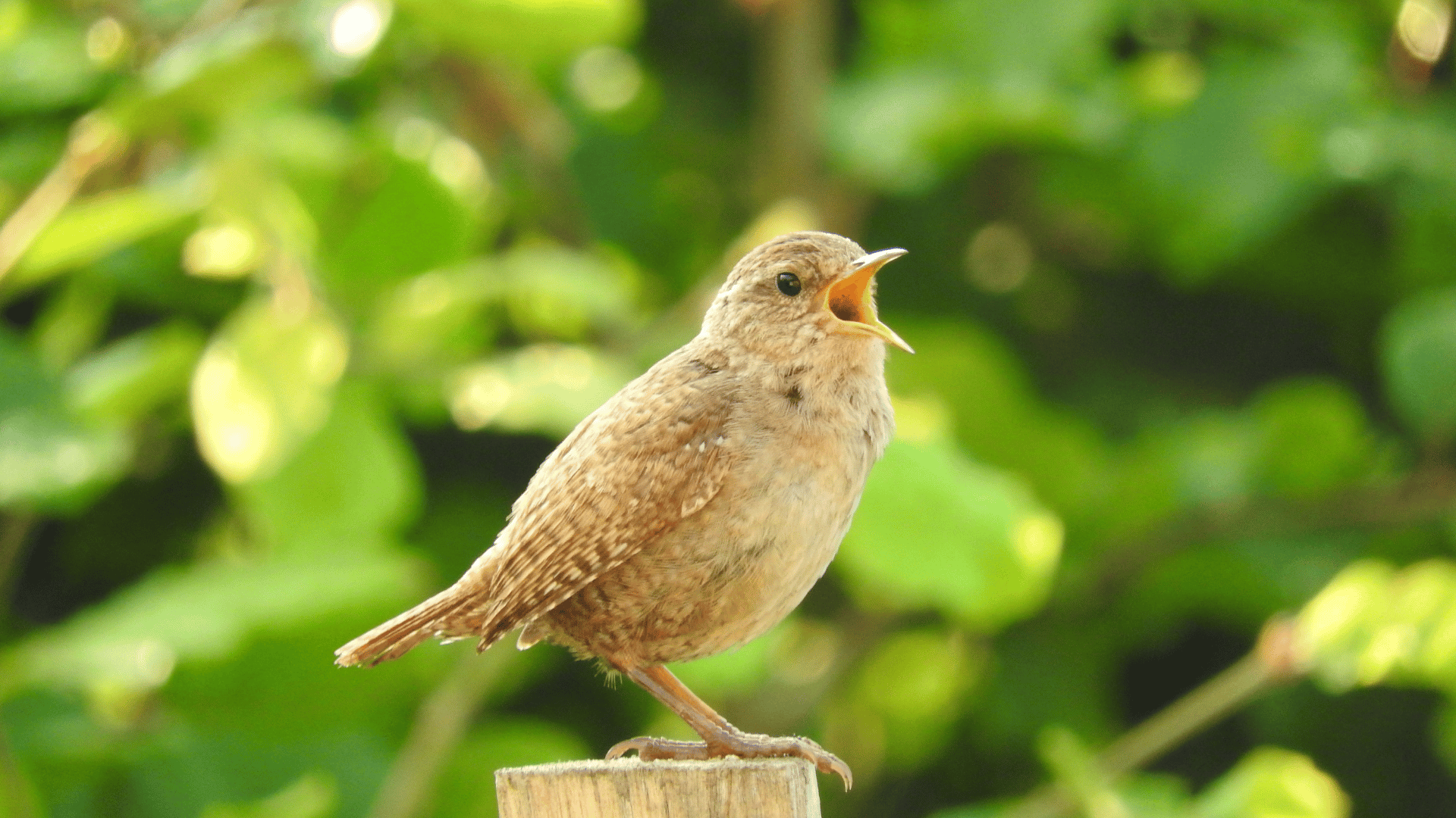 A small brown bird sits in front of green leaves, singing
